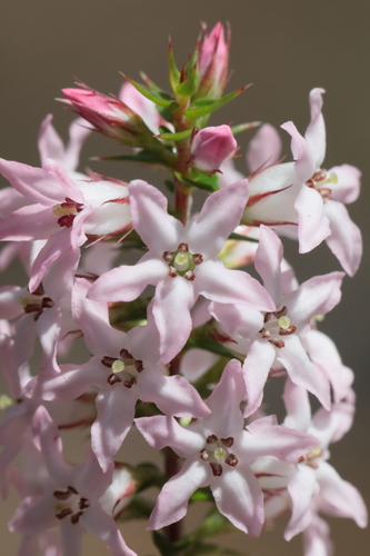 Epacris pulchella (New South Wales Coral Heath) (alternate view 9)