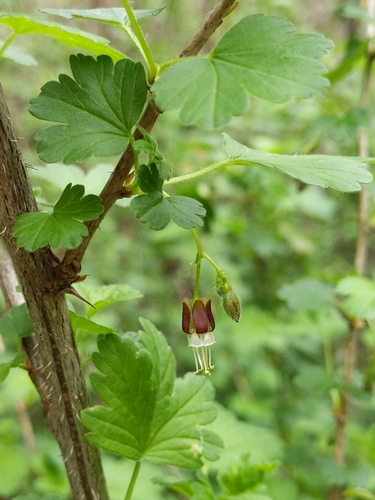 Ribes divaricatum (Coast Black Gooseberry) (alternate view 7)