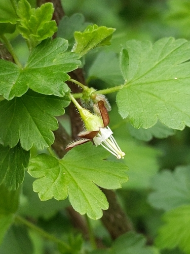 Ribes divaricatum (Coast Black Gooseberry) (alternate view 8)