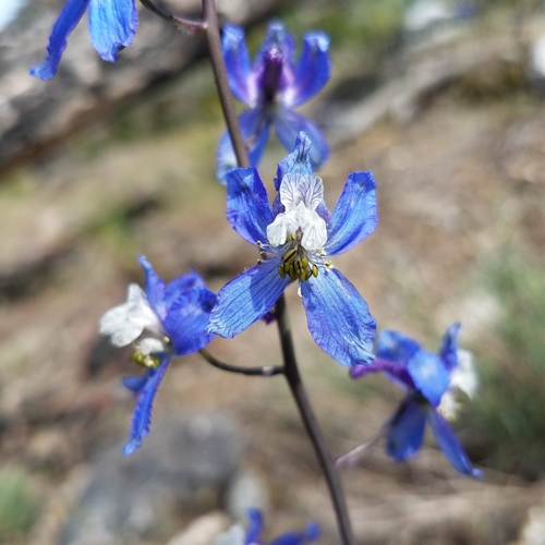 Delphinium nuttallianum (Upland Larkspur) (alternate view 5)