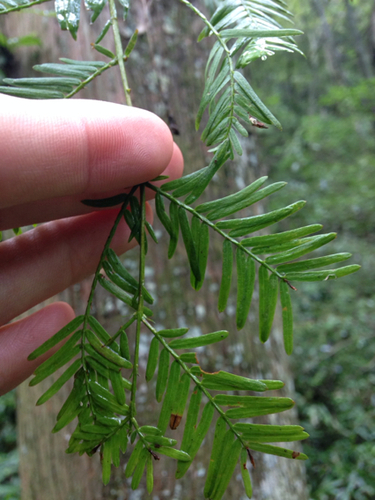 Metasequoia (dawn redwoods) (alternate view 3)