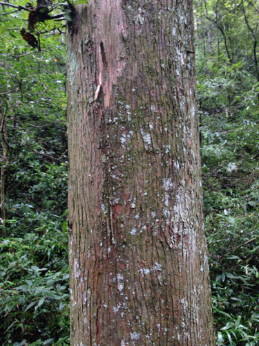 Metasequoia (dawn redwoods) (alternate view 4)