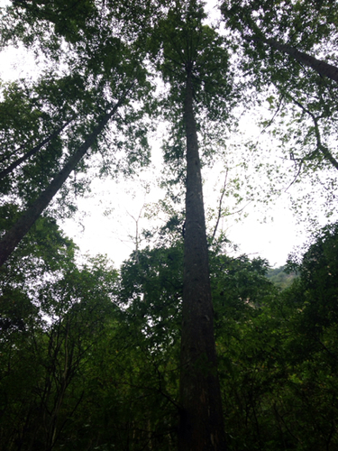 Metasequoia (dawn redwoods) (alternate view 5)