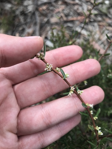 Monotoca scoparia (Prickly Broom-heath) (alternate view 4)