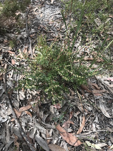 Monotoca scoparia (Prickly Broom-heath) (alternate view 5)