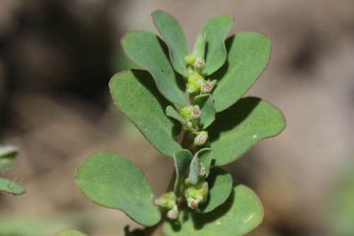 Euphorbia prostrata (prostrate sandmat) (alternate view 10)
