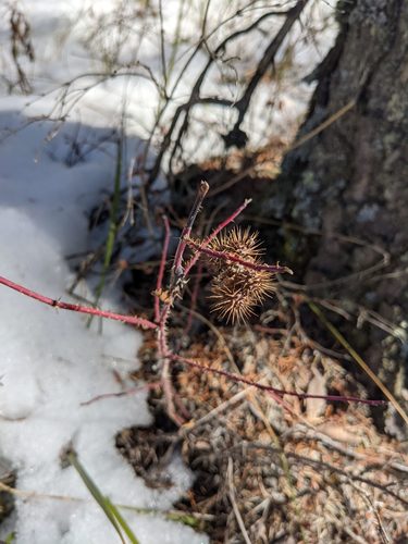 Rosa woodsii (Woods Rose) (alternate view 2)