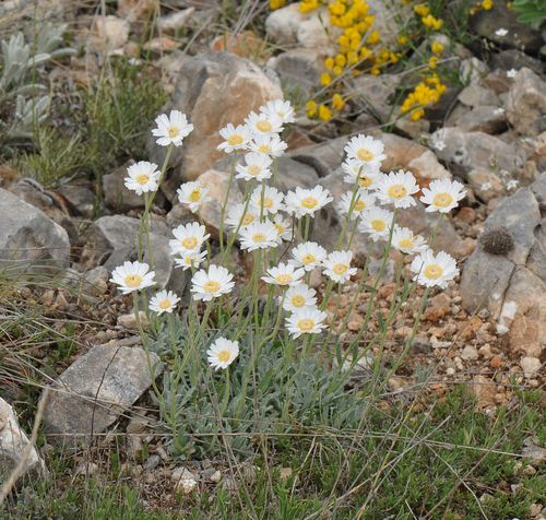 Achillea ageratifolia (Greek Yarrow)