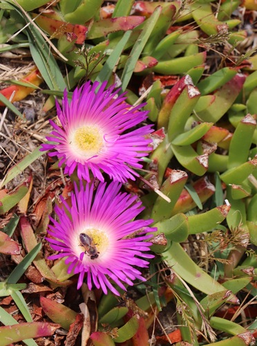 Carpobrotus glaucescens (Angular Sea-fig)