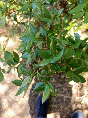 Alyxia ruscifolia (Chain Fruit)