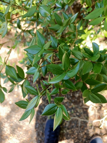 Alyxia ruscifolia (Chain Fruit) (alternate view 2)