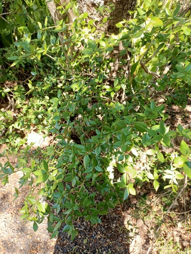 Alyxia ruscifolia (Chain Fruit) (alternate view 3)
