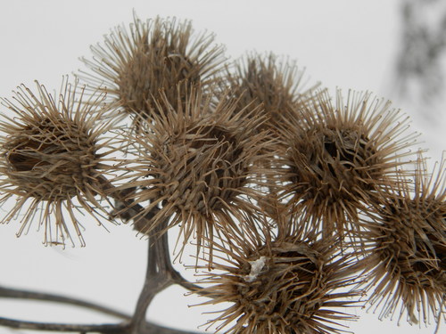 Arctium tomentosum (Woolly Burdock)