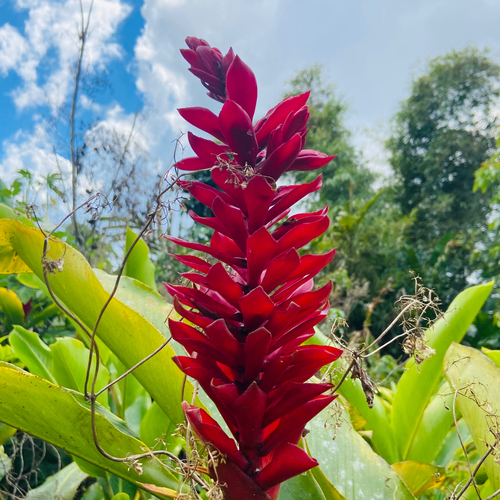 Alpinia purpurata (Red Ginger) (alternate view 4)