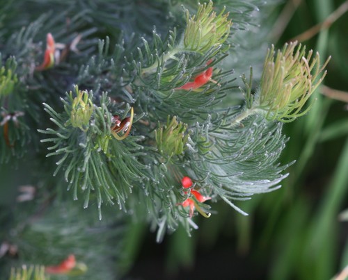 Adenanthos sericeus (alternate view 11)