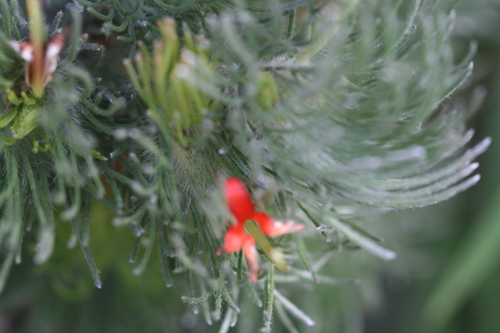 Adenanthos sericeus (alternate view 12)