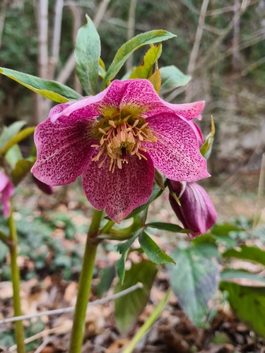 Helleborus x hybridus (hybrid hellebore) (alternate view 3)