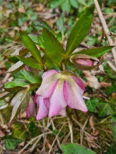 Helleborus x hybridus (hybrid hellebore) (alternate view 4)