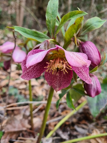 Helleborus x hybridus (hybrid hellebore) (alternate view 5)