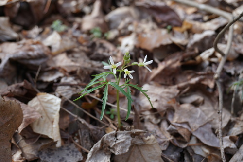 Cardamine concatenata (cut-leaved toothwort)