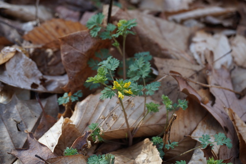 Corydalis flavula (Yellow Corydalis) (alternate view 4)