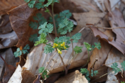 Corydalis flavula (Yellow Corydalis) (alternate view 5)