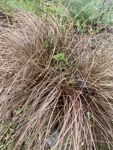 Carex comans (Hair Sedge)