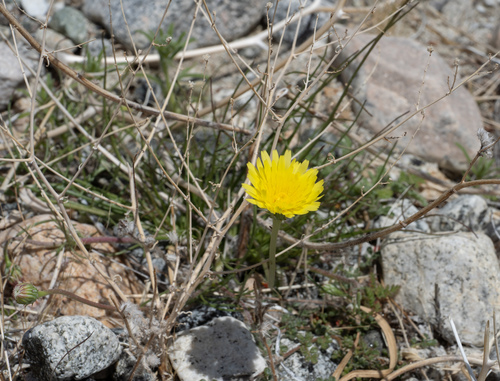 Malacothrix glabrata (desert dandelion) (alternate view 8)