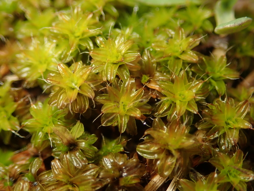Syntrichia ruralis (Star Moss)