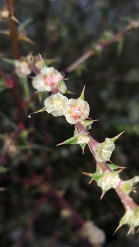 Salsola australis (Southern Russian Thistle)