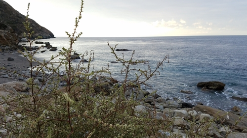 Salsola australis (Southern Russian Thistle) (alternate view 2)