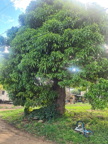 Mangifera (mangoes) (alternate view 6)