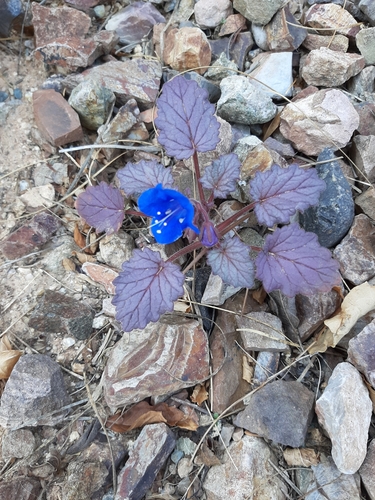 Phacelia campanularia (desert bluebells)