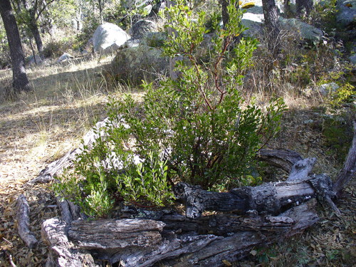Arctostaphylos pungens (pointleaf manzanita)