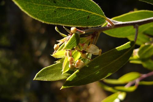 Arctostaphylos pungens (pointleaf manzanita) (alternate view 2)
