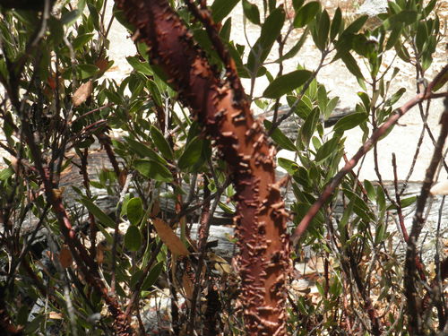 Arctostaphylos pungens (pointleaf manzanita) (alternate view 3)