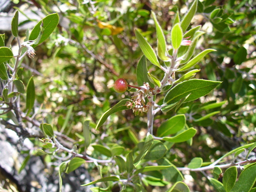 Arctostaphylos pungens (pointleaf manzanita) (alternate view 4)
