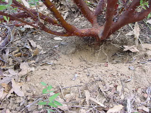 Arctostaphylos pungens (pointleaf manzanita) (alternate view 5)