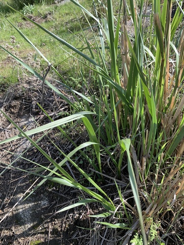 Leymus condensatus (giant wild rye)
