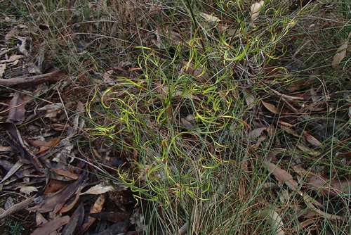 Caustis flexuosa (Curly Wig) (alternate view 7)