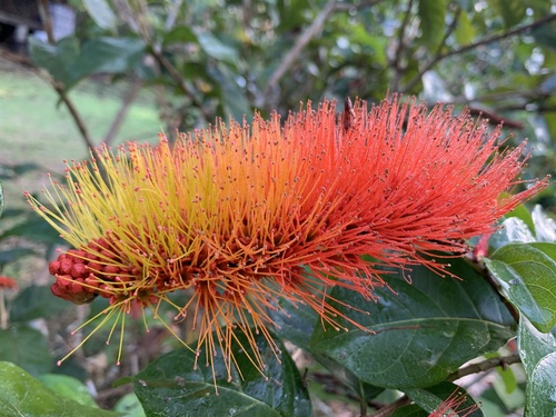 Combretum rotundifolium (Monkey's Brush Plant)