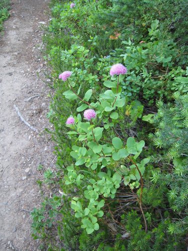Spiraea splendens (Subalpine Spiraea) (alternate view 3)