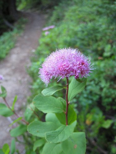 Spiraea splendens (Subalpine Spiraea) (alternate view 4)
