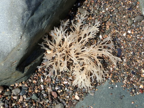 Chondrus crispus (Irish Moss)