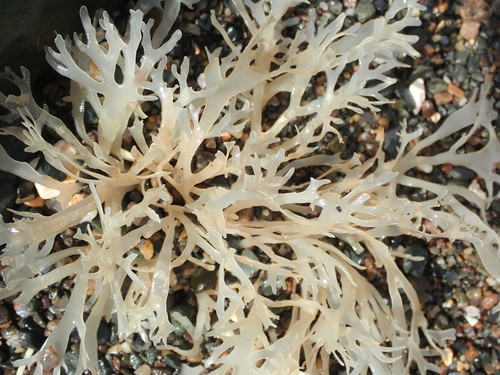 Chondrus crispus (Irish Moss)
