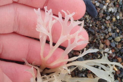 Chondrus crispus (Irish Moss)