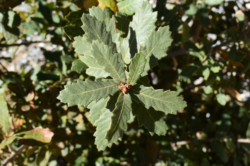 Quercus × undulata (Wavyleaf Oak)