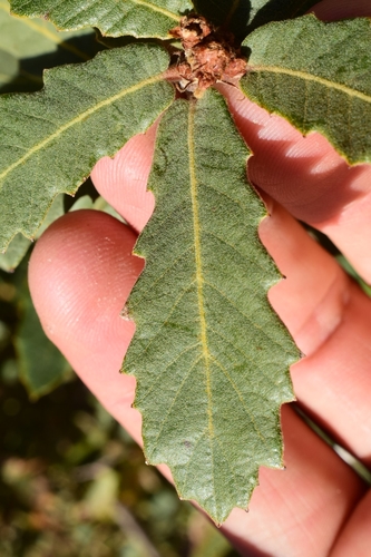 Quercus × undulata (Wavyleaf Oak) (alternate view 2)