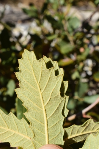 Quercus × undulata (Wavyleaf Oak) (alternate view 3)