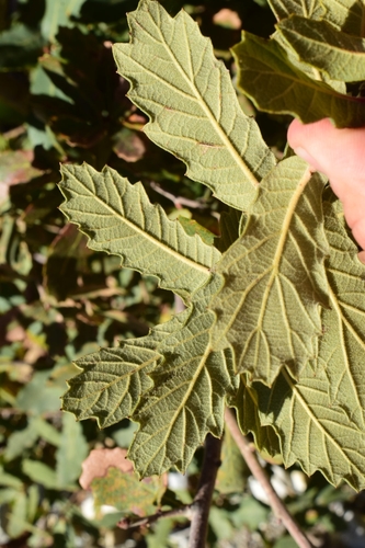 Quercus × undulata (Wavyleaf Oak) (alternate view 4)